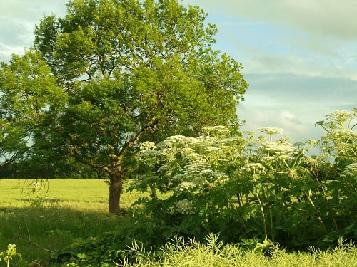 Giant-Hogweed-1-from-Max-July17 resized Giant-Hogweed-1-from-Max-July17 resized